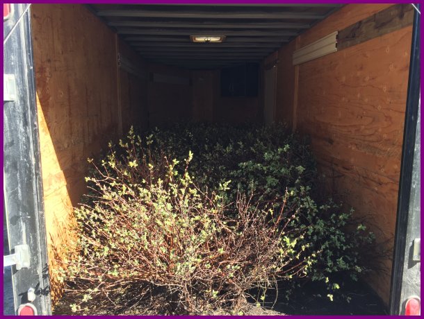 plants in
              trailer