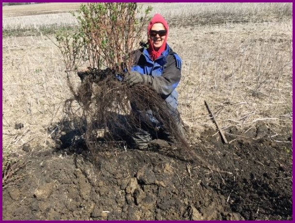 planting