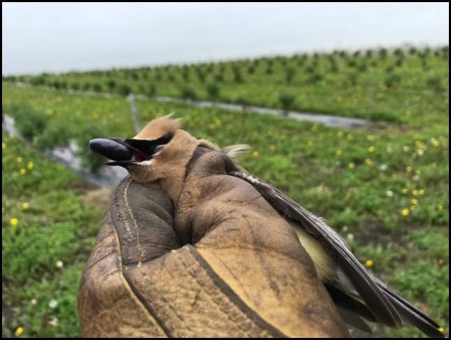 waxwing