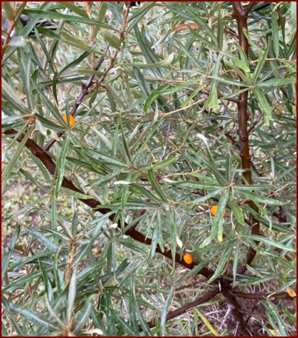 sea buckthorn