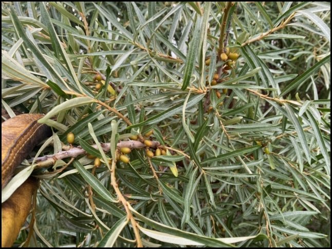 sea buckthorn