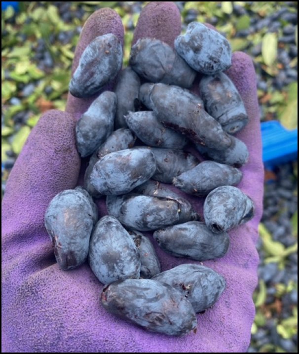 blizzard
berries