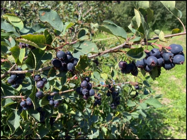 upic
saskatoons ripe