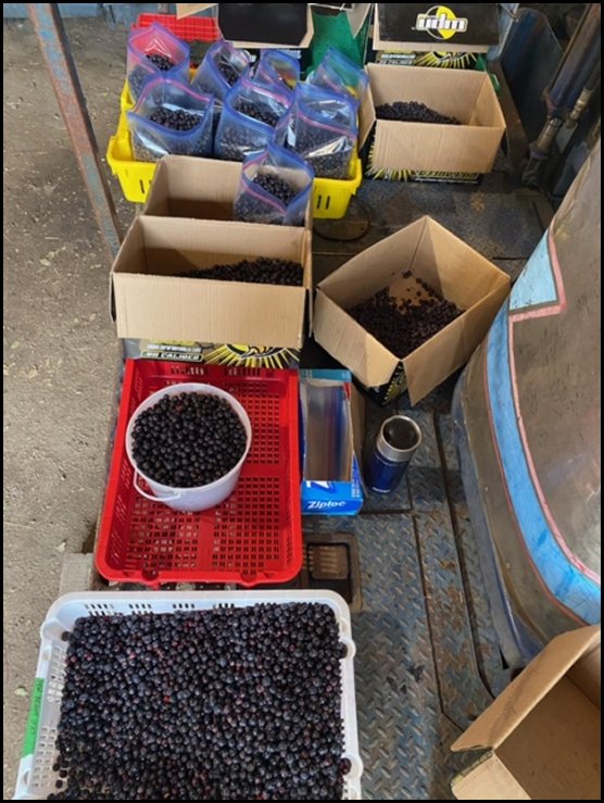 73 pails
                  saskatoons