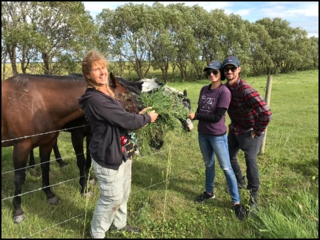 with horses