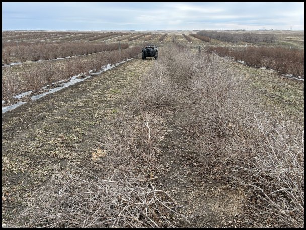 pruning