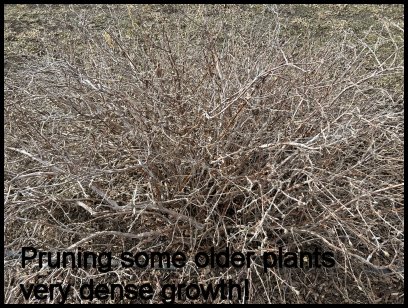 pruning2