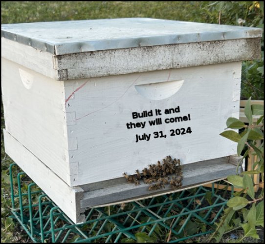 bees