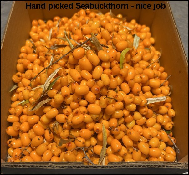seabuckbox