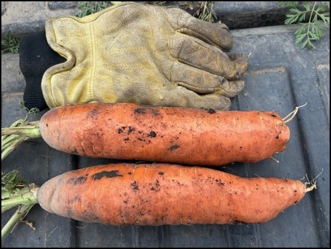carrots