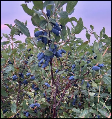 aurora
              row 14