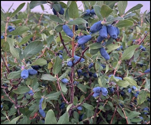 berries
              big